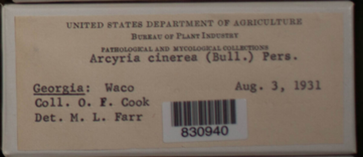 Arcyria cinerea image